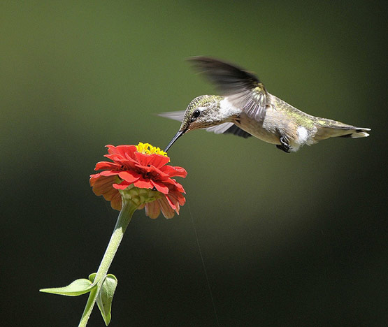 02-Ruby-Throated-Hummingbird-Photography.jpg