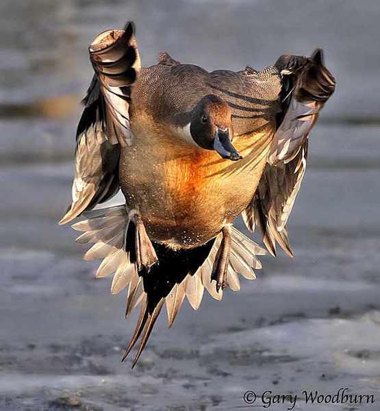 04-Cautious-Landing-on-Ice.jpg