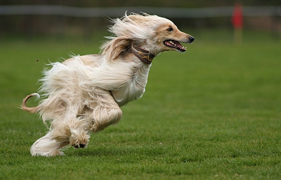 08-The-Wind-Animal-Photography.jpg