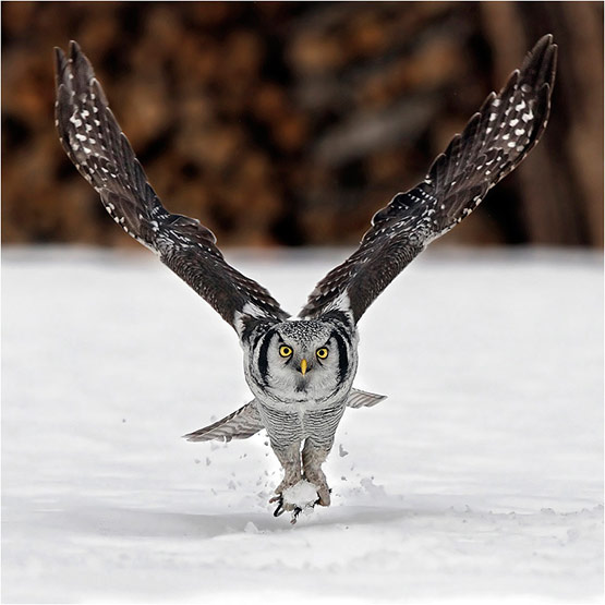 01-Owl-Perfectly-Timed-Animal-Photography.jpg